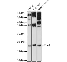 Western Blot - Anti-RHEB Antibody (A13341) - Antibodies.com