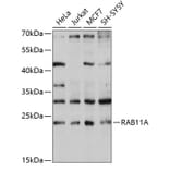 Western Blot - Anti-Rab11A Antibody (A13343) - Antibodies.com