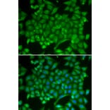 Immunofluorescence - Anti-Rab11A Antibody (A13343) - Antibodies.com