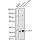 Western Blot - Anti-GAS2 Antibody (A13344) - Antibodies.com