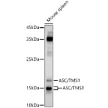 Western Blot - Anti-TMS1/ASC Antibody (A13346) - Antibodies.com