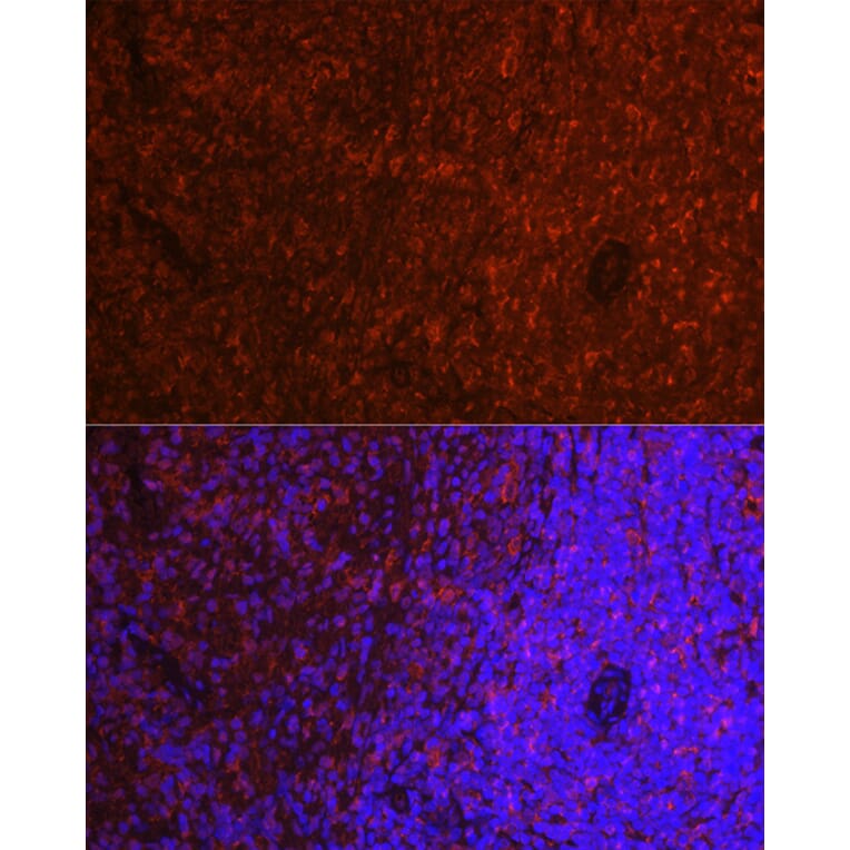 Immunofluorescence - Anti-TMS1/ASC Antibody (A13346) - Antibodies.com