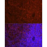 Immunofluorescence - Anti-TMS1/ASC Antibody (A13346) - Antibodies.com