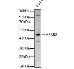Western Blot - Anti-Beta Arrestin 2 Antibody (A13347) - Antibodies.com