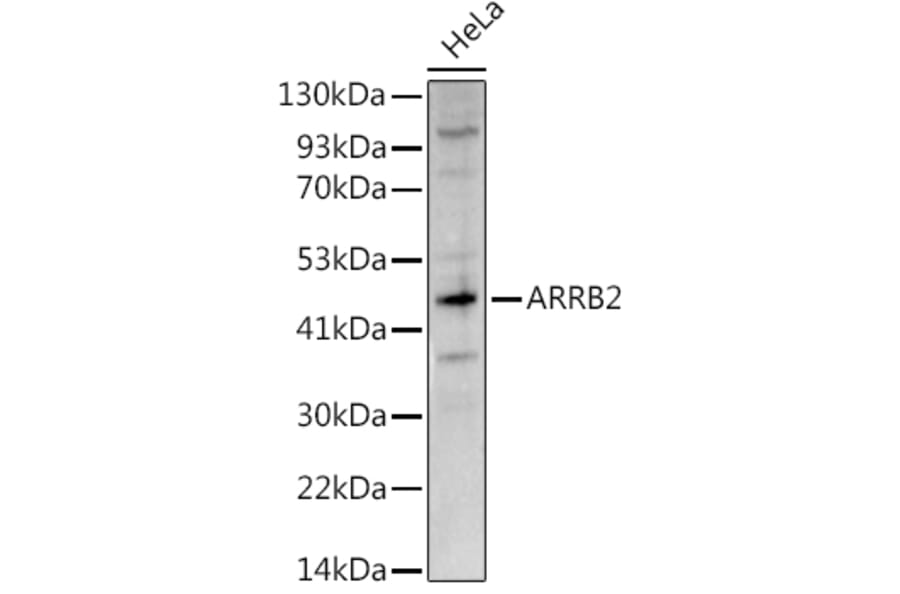 Western Blot - Anti-Beta Arrestin 2 Antibody (A13347) - Antibodies.com
