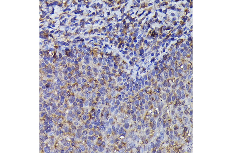 Immunohistochemistry - Anti-Beta Arrestin 2 Antibody (A13347) - Antibodies.com