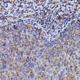 Immunohistochemistry - Anti-Beta Arrestin 2 Antibody (A13347) - Antibodies.com
