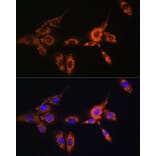 Immunofluorescence - Anti-Beta Arrestin 2 Antibody (A13347) - Antibodies.com
