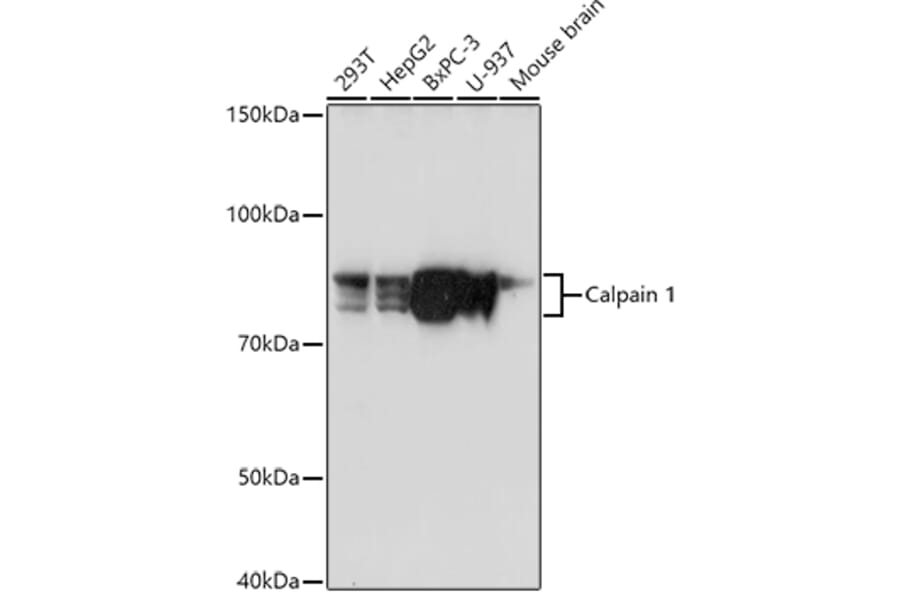 Western Blot - Anti-Calpain 1 Antibody (A13348) - Antibodies.com