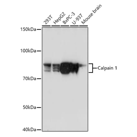 Western Blot - Anti-Calpain 1 Antibody (A13348) - Antibodies.com