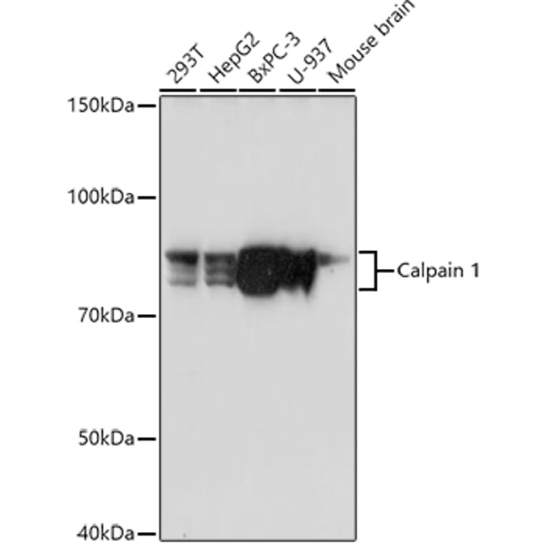 Western Blot - Anti-Calpain 1 Antibody (A13348) - Antibodies.com