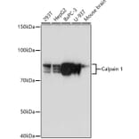 Western Blot - Anti-Calpain 1 Antibody (A13348) - Antibodies.com