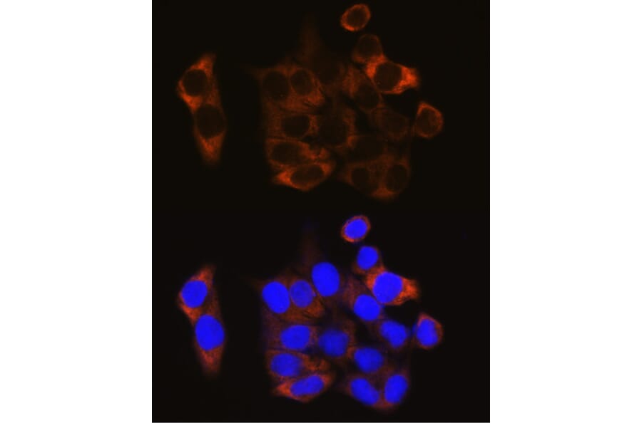 Immunofluorescence - Anti-Calpain 1 Antibody (A13348) - Antibodies.com