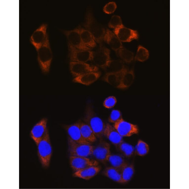 Immunofluorescence - Anti-Calpain 1 Antibody (A13348) - Antibodies.com