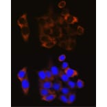 Immunofluorescence - Anti-Calpain 1 Antibody (A13348) - Antibodies.com