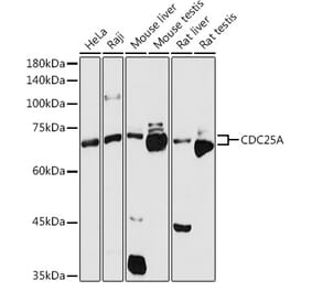 Western Blot - Anti-Cdc25A Antibody (A13349) - Antibodies.com