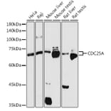 Western Blot - Anti-Cdc25A Antibody (A13349) - Antibodies.com