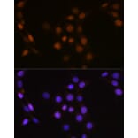 Immunofluorescence - Anti-Cdc25A Antibody (A13349) - Antibodies.com