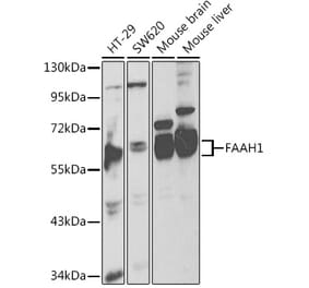 Western Blot - Anti-FAAH1 Antibody (A13350) - Antibodies.com