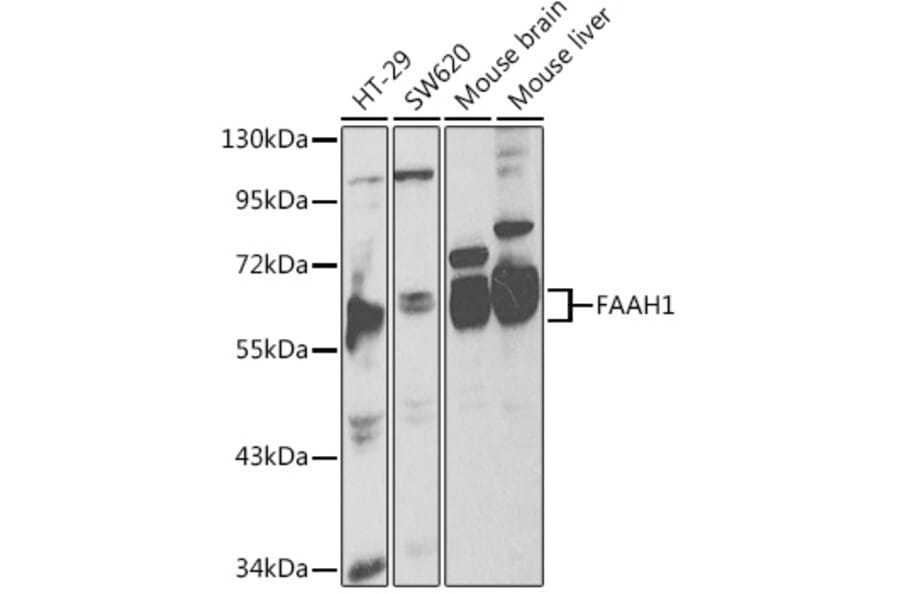 Western Blot - Anti-FAAH1 Antibody (A13350) - Antibodies.com