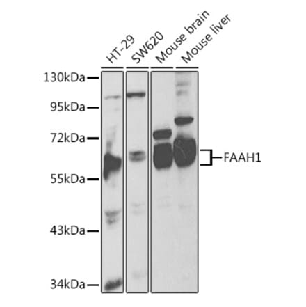 Western Blot - Anti-FAAH1 Antibody (A13350) - Antibodies.com