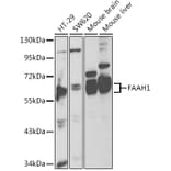 Western Blot - Anti-FAAH1 Antibody (A13350) - Antibodies.com