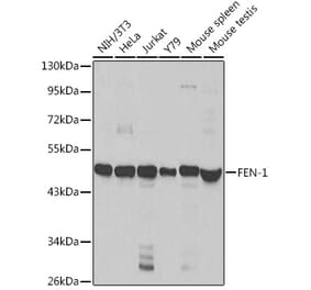 Western Blot - Anti-FEN1 Antibody (A13351) - Antibodies.com