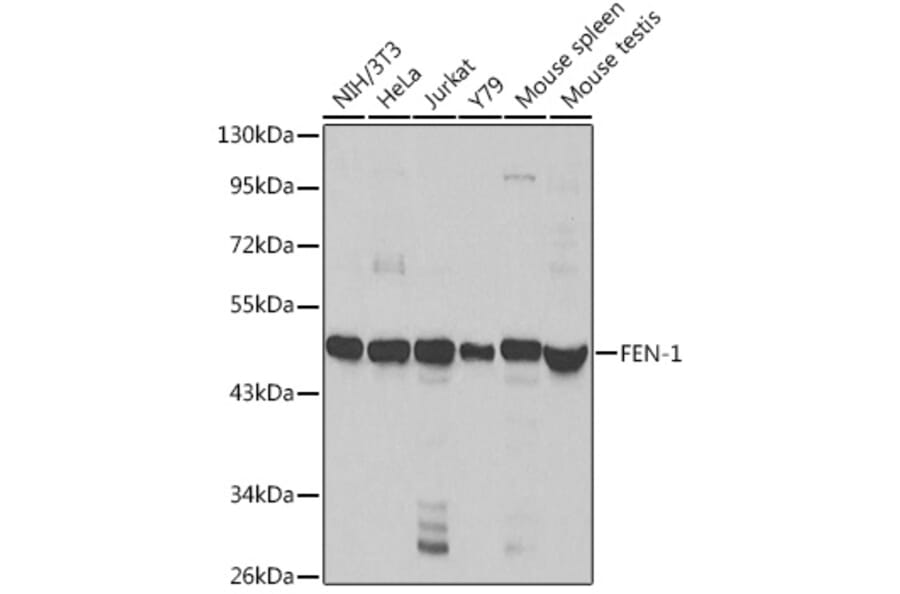 Western Blot - Anti-FEN1 Antibody (A13351) - Antibodies.com