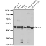 Western Blot - Anti-FEN1 Antibody (A13351) - Antibodies.com