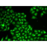 Immunofluorescence - Anti-FEN1 Antibody (A13351) - Antibodies.com