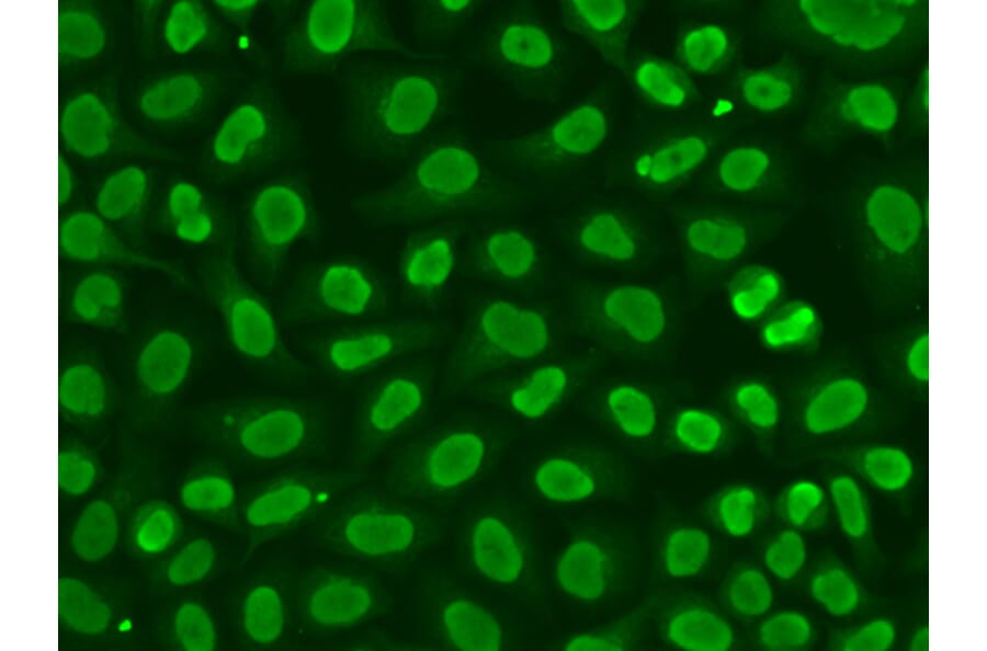 Immunofluorescence - Anti-FEN1 Antibody (A13351) - Antibodies.com