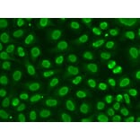 Immunofluorescence - Anti-FEN1 Antibody (A13351) - Antibodies.com