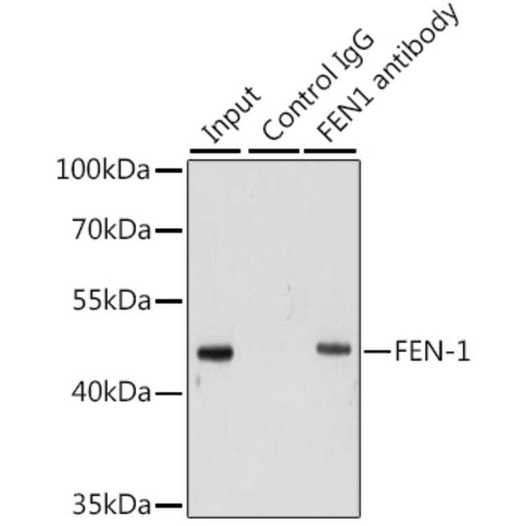 Western Blot - Anti-FEN1 Antibody (A13351) - Antibodies.com