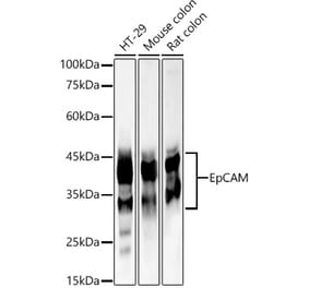 Western Blot - Anti-EpCAM Antibody (A13353) - Antibodies.com