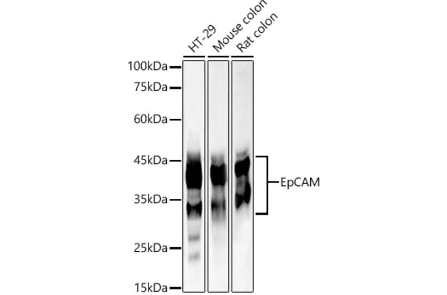 Western Blot - Anti-EpCAM Antibody (A13353) - Antibodies.com