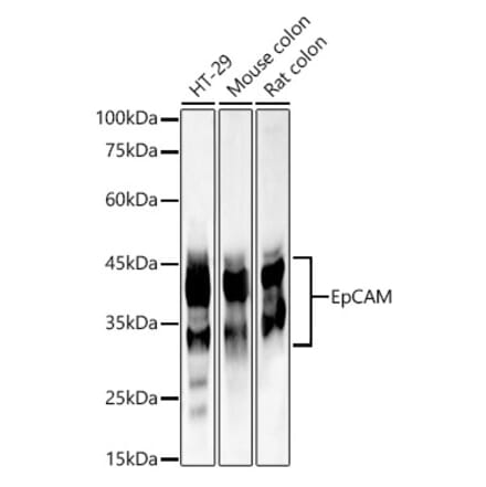 Western Blot - Anti-EpCAM Antibody (A13353) - Antibodies.com