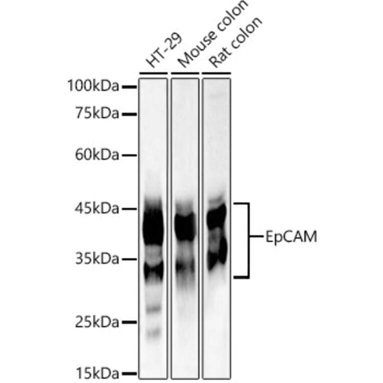 Western Blot - Anti-EpCAM Antibody (A13353) - Antibodies.com