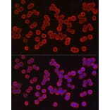 Immunofluorescence - Anti-EpCAM Antibody (A13353) - Antibodies.com