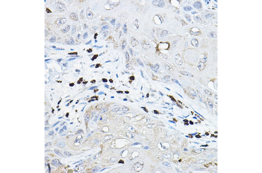 Immunohistochemistry - Anti-NOXA2/p67phox Antibody (A13354) - Antibodies.com
