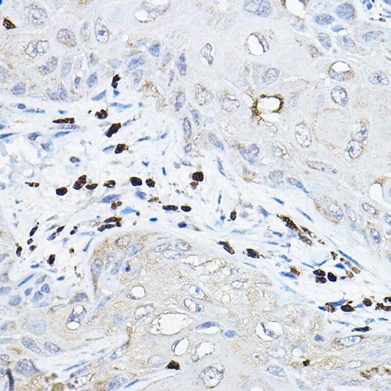 Immunohistochemistry - Anti-NOXA2/p67phox Antibody (A13354) - Antibodies.com