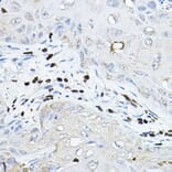 Immunohistochemistry - Anti-NOXA2/p67phox Antibody (A13354) - Antibodies.com