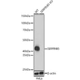 Western Blot - Anti-MASPIN Antibody (A13355) - Antibodies.com