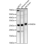 Western Blot - Anti-Rab5A Antibody (A13356) - Antibodies.com