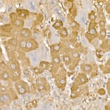 Immunohistochemistry - Anti-Rab5A Antibody (A13356) - Antibodies.com