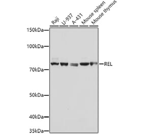 Western Blot - Anti-c-Rel Antibody (A13357) - Antibodies.com