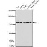 Western Blot - Anti-c-Rel Antibody (A13357) - Antibodies.com