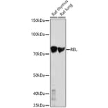 Western Blot - Anti-c-Rel Antibody (A13357) - Antibodies.com