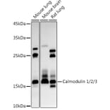 Western Blot - Anti-Calmodulin 1 + Calmodulin 2 + Calmodulin 3 Antibody (A13359) - Antibodies.com