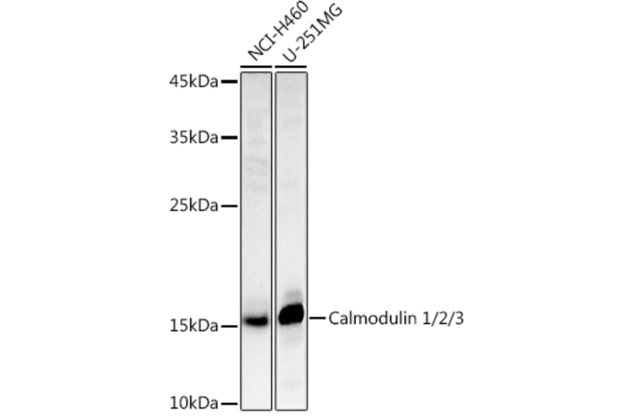 Western Blot - Anti-Calmodulin 1 + Calmodulin 2 + Calmodulin 3 Antibody (A13359) - Antibodies.com
