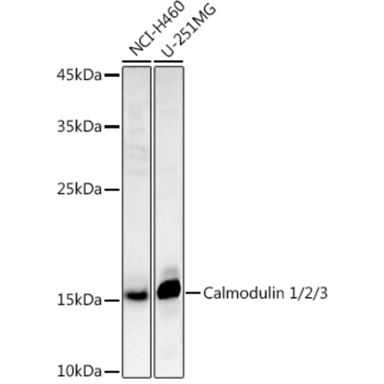 Western Blot - Anti-Calmodulin 1 + Calmodulin 2 + Calmodulin 3 Antibody (A13359) - Antibodies.com